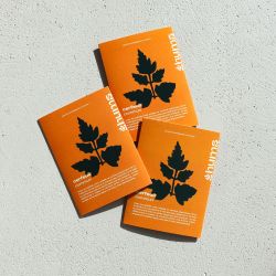 PAïSAN - Graines à semer Cerfeuil commun Hums