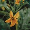 PAïSAN - Graines à semer Courgette ortolana di Faenza Hums