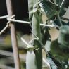 PAïSAN - Graines à semer Pois à écosser merveille de Kelvedon Hums