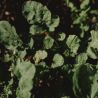 PAïSAN - Graines à semer Roquette cultivée
