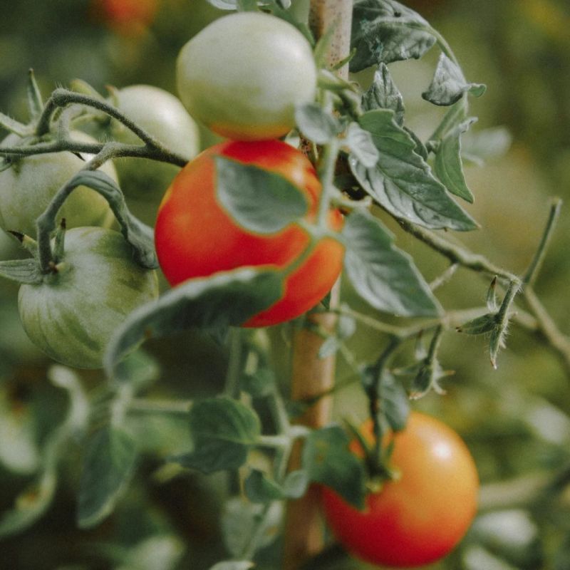 PAïSAN - Graines à semer Tomate Tigrella