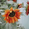 PAïSAN - Graines à semer Tournesol Velvet Queen